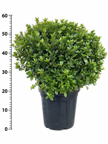 Rhododendron (AJ) Noemi
