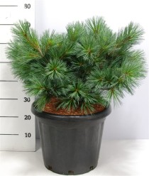 Pinus strobus 'Secrest'