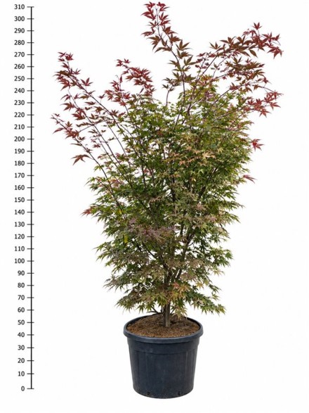 Acer pal. 'Atropurpureum'