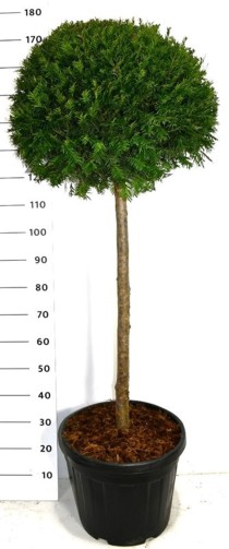 Taxus baccata