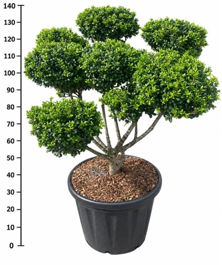 Ilex crenata 'Hetzii'