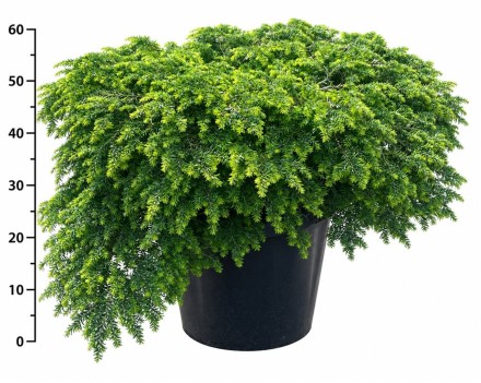 Tsuga canadensis 
