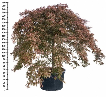 Acer pal. 'Inaba-shidare'