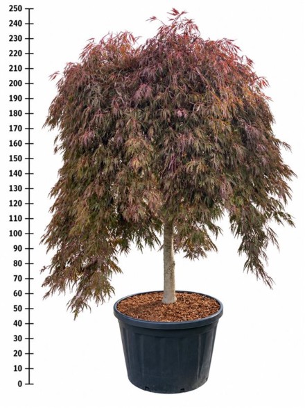 Acer pal. 'Inaba-shidare'