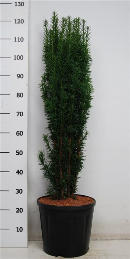 Taxus b. 'Fastigiata Robusta'