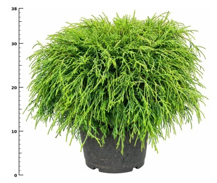 Chamaecyparis p. 'Filifera Nana'