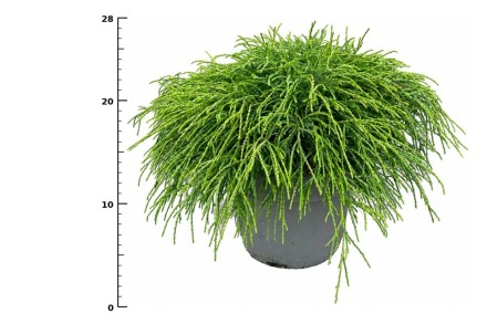 Chamaecyparis p. 'Filifera Nana'
