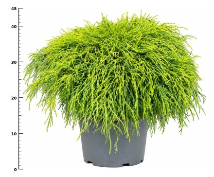 Chamaecyparis p. 'Sungold'