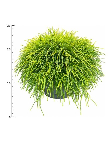 Chamaecyparis p. 'Sungold'