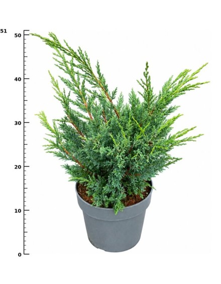 Juniperus chin. 'Blaauw'