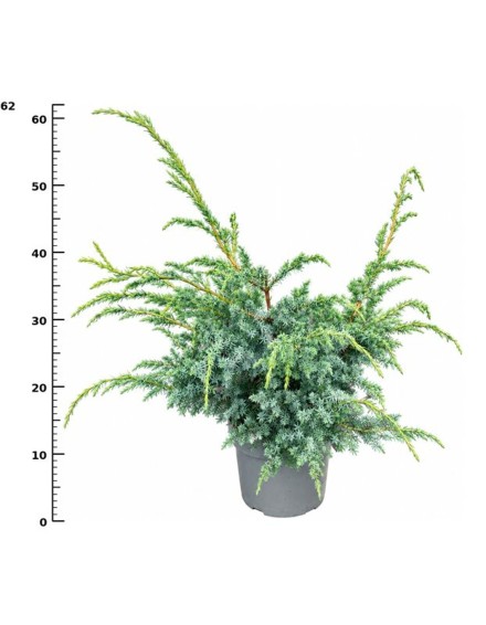 Juniperus chin. 'Blue Alps'