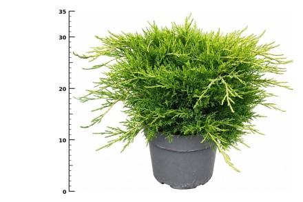 Juniperus pfitzeriana 'Old Gold'