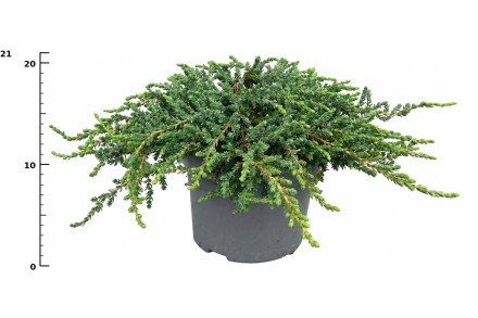 Juniperus communis 'Ristol'