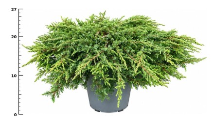 Juniperus comm. 'Green Carpet'