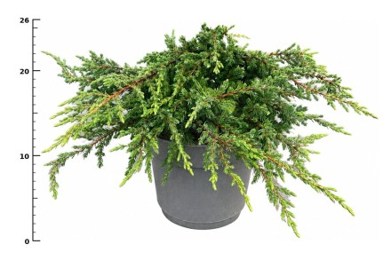 Juniperus comm. 'Repanda'