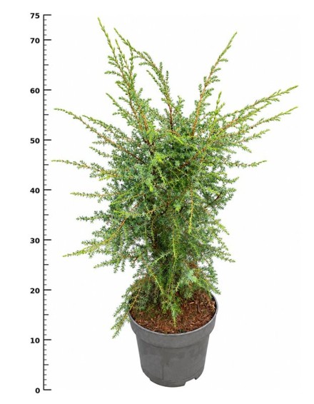 Juniperus comm. 'Suecica'