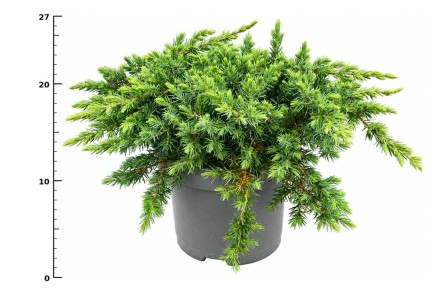 Juniperus conferta 'Schlager'