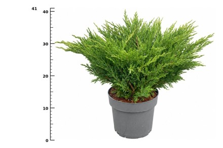 Juniperus h. 'Andorra Compact'