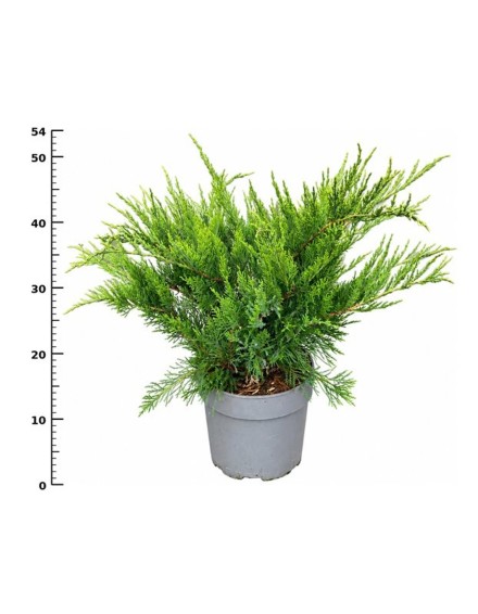 Juniperus pfitzeriana 'Mint Julep'