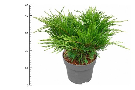 Juniperus sabina