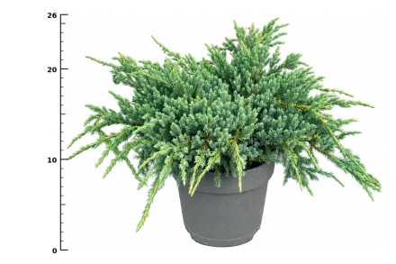 Juniperus squamata 'Blue Carpet'