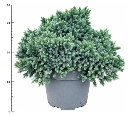 Juniperus squamata 'Blue Star'