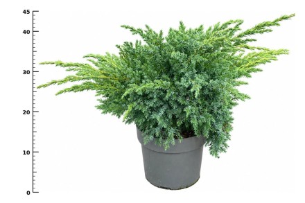 Juniperus squamata 'Blue Swede'