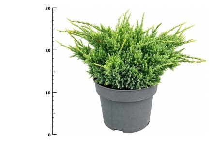 Juniperus squamata 'Holger'