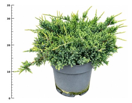 Juniperus squamata 'Holger'