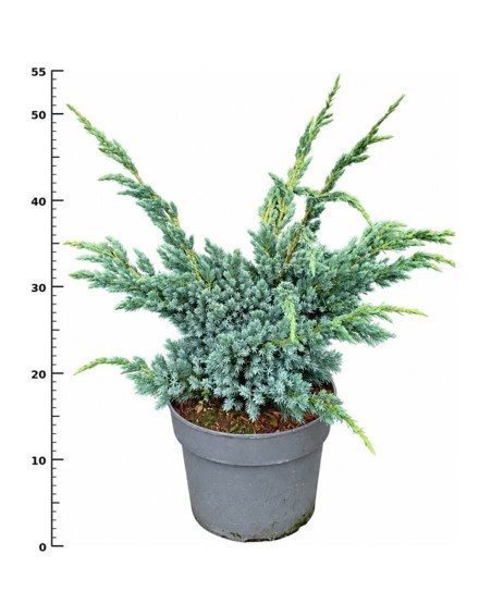 Juniperus squamata 'Meyeri'