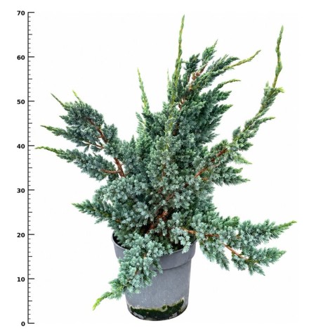 Juniperus squamata 'Meyeri'