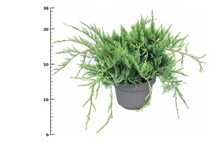 Juniperus virg. 'Grey Owl'