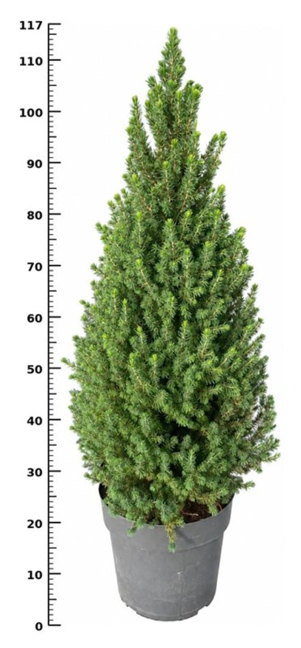 Picea gl. 'Perfecta'