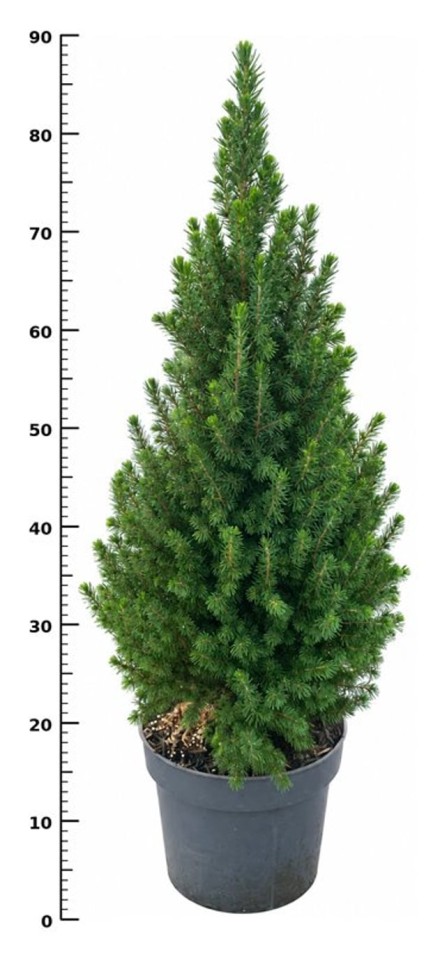 Picea gl. 'Perfecta'