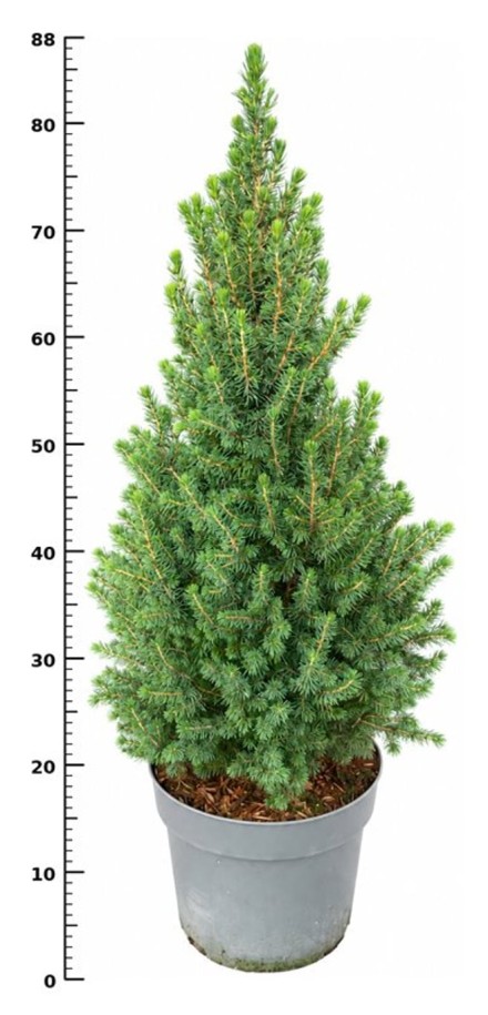 Picea gl. 'Perfecta'