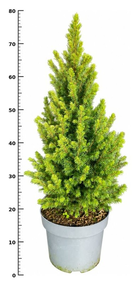 Picea gl. 'Rainbow's End'