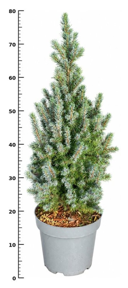 Picea gl. 'Sander's Blue'