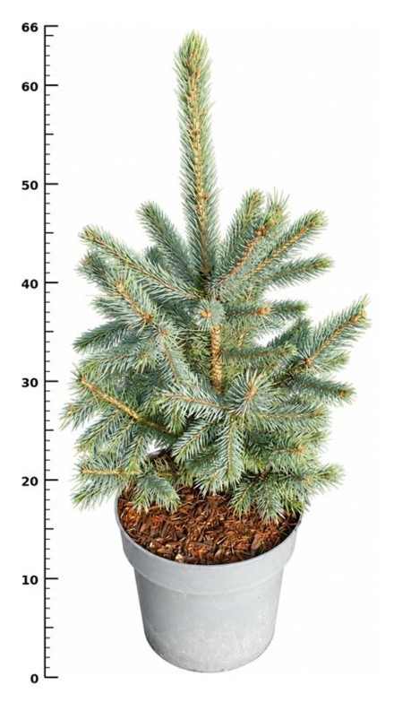 Picea pungens 'Super Blue'