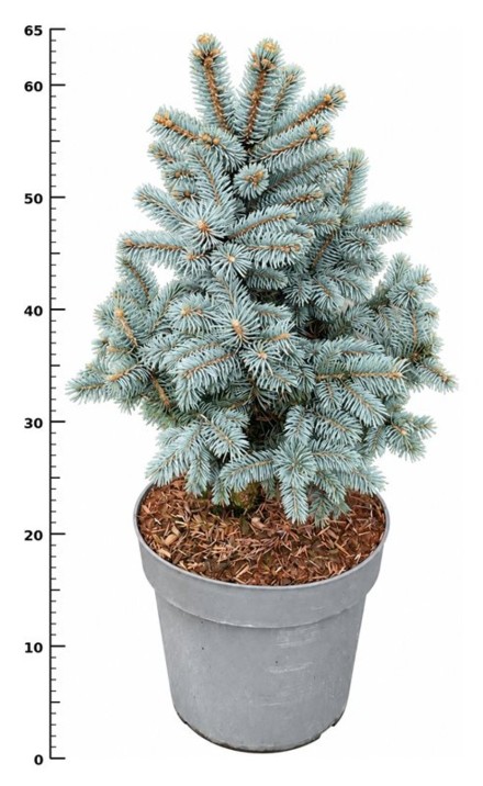 Picea pungens 'Super Blue'