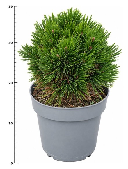 Pinus leucodermis 'Schmidtii'