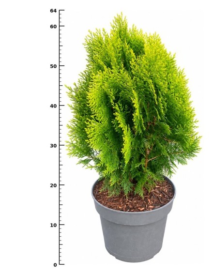 Thuja occ. 'Aurea Nana'