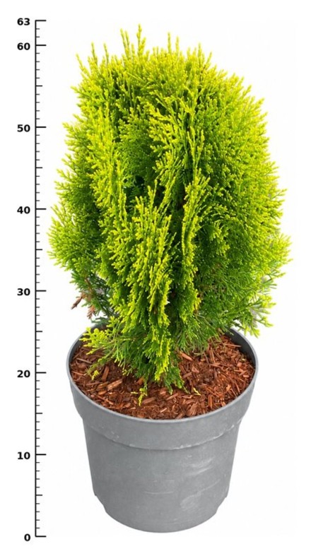 Thuja occ. 'Aurea Nana'