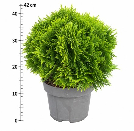 Thuja occ. 'Danica'