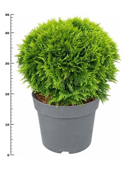 Thuja occ. 'Danica'