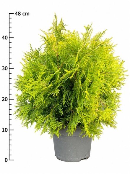 Thuja occ. 'Golden Globe'