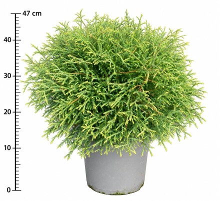 Thuja occ. 'Mr Bowling Ball'