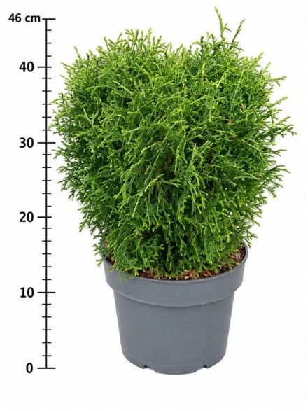 Thuja occ. 'Tiny Tim'