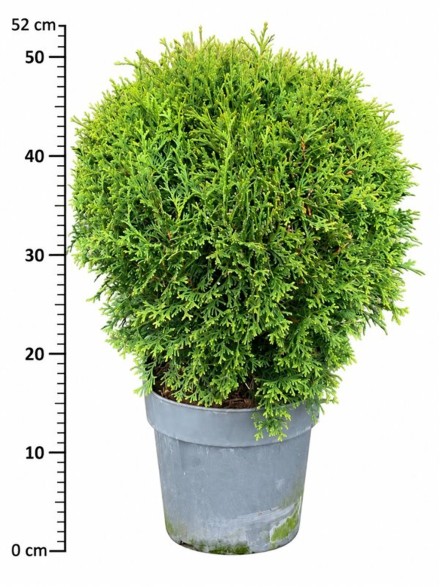 Thuja occ. 'Tiny Tim'
