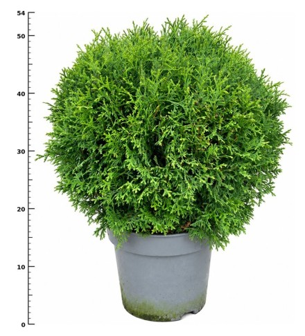 Thuja occ. 'Tiny Tim'