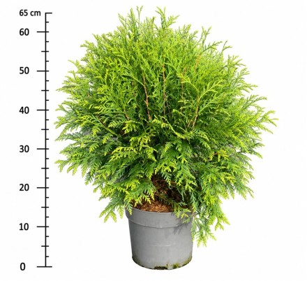 Thuja occ. 'Woodwardii'